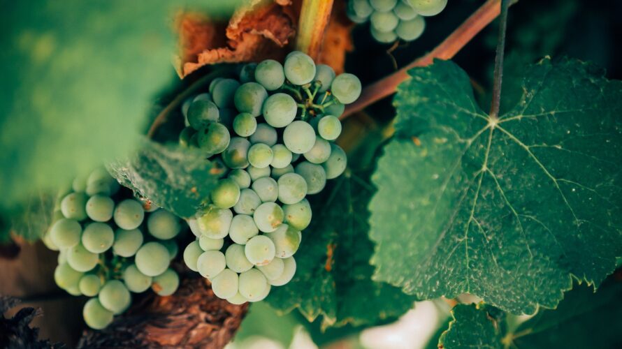 【ワイン基礎：葡萄品種①】ワインを1番特徴づけるものは『葡萄品種』である。
